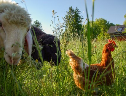 Schafe-und-Huhn.jpg